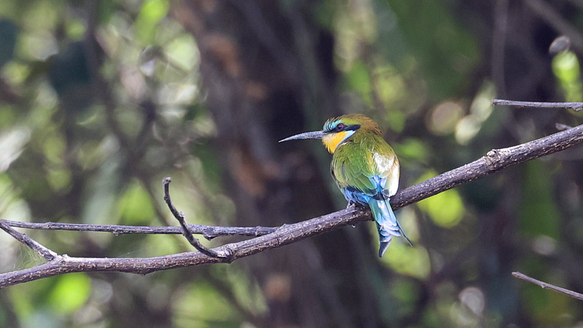 Swallow-tailed Bee-eater